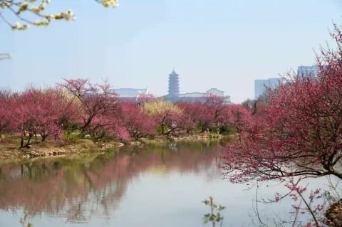 龙之梦东方盆景园13