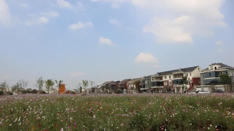 杭州三墩兰里生态园，行走在花海中