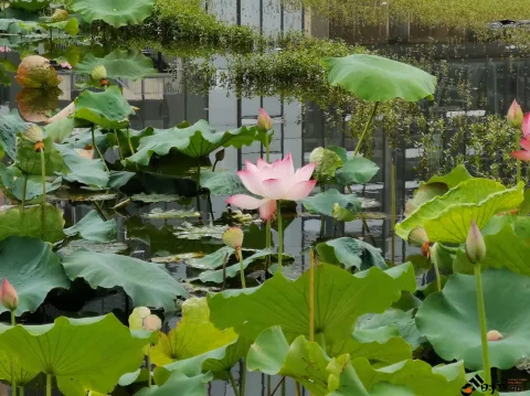 荷花