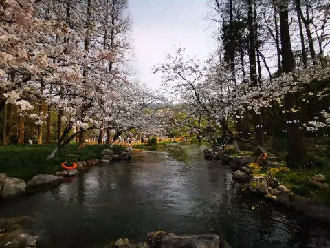 太子湾踏春58