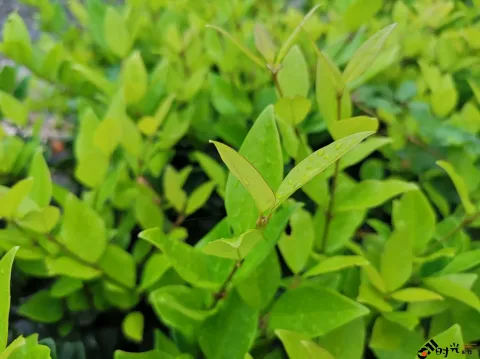 叶片上的水滴