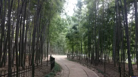 桃源岭，竹类植物区