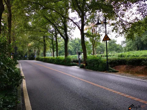 龙井路，心旷神怡的景色