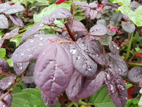 叶片上的水滴