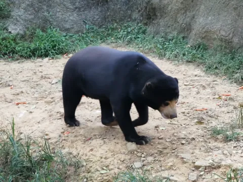 杭州野生动物园18