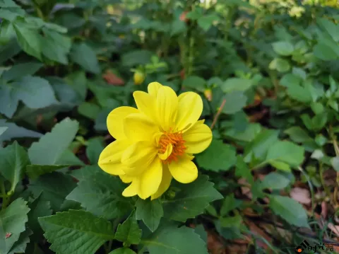 西溪湿地盛开的鲜花