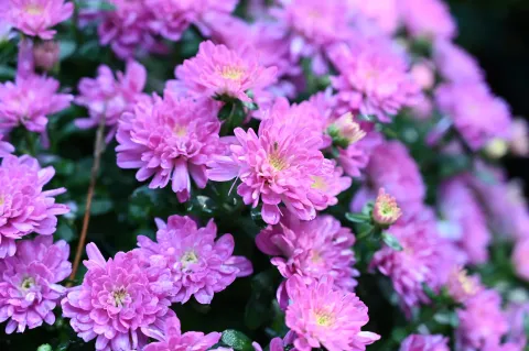 杭州植物园菊花展14
