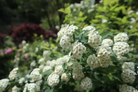 绽放的艳丽花朵