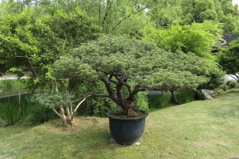 曲院风荷里面的盆景