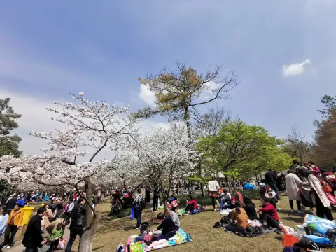 游玩太子湾公园的游人如潮