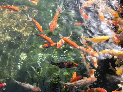 寒山寺锦鲤15