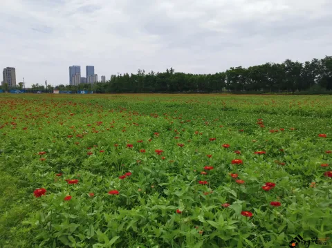路边的野花不要采
