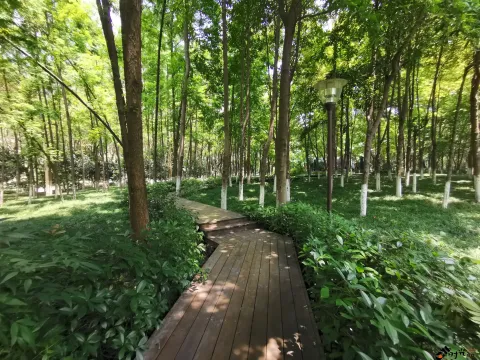 钱江新城森林公园