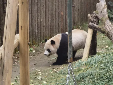憨态可爱的大熊猫6