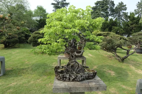 曲院风荷里面的盆景