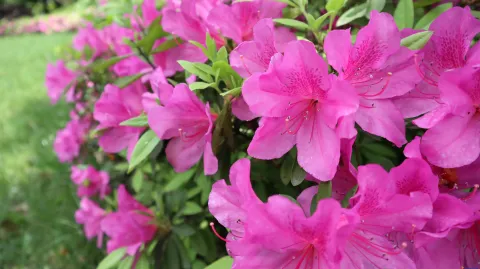 花草
