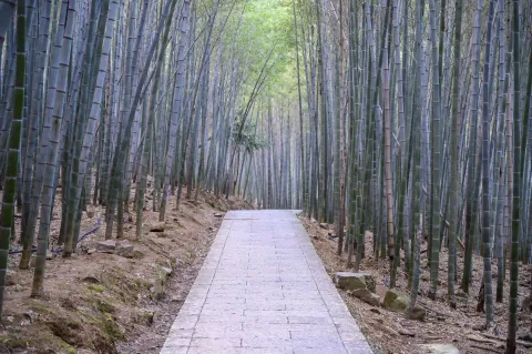 竹林间步行道5