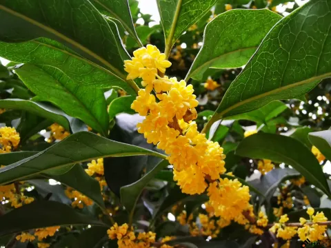 桂花飘香
