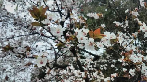 盛开的樱花