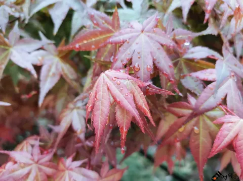 红枫