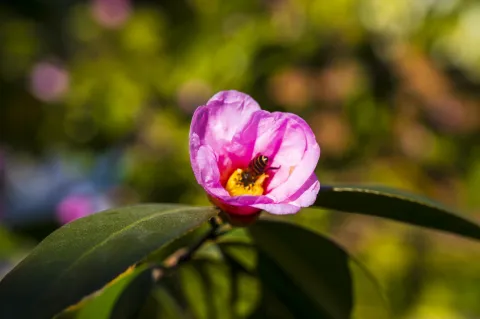 花中采蜜的蜜蜂5