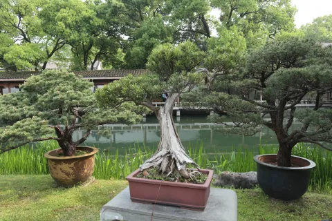 曲院风荷里面的盆景