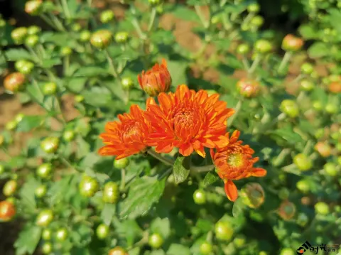 盛开的花朵