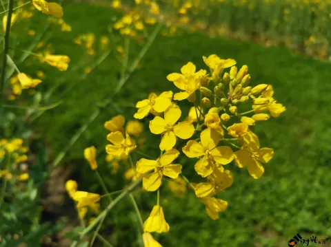 充满熟悉味道的油菜花