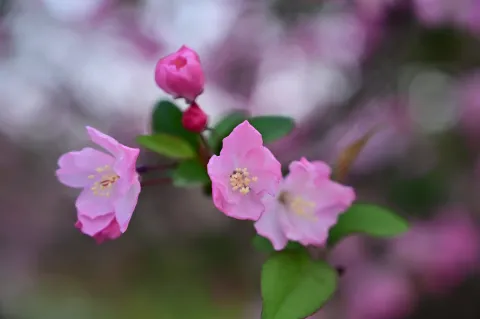 盛开的粉红花朵6