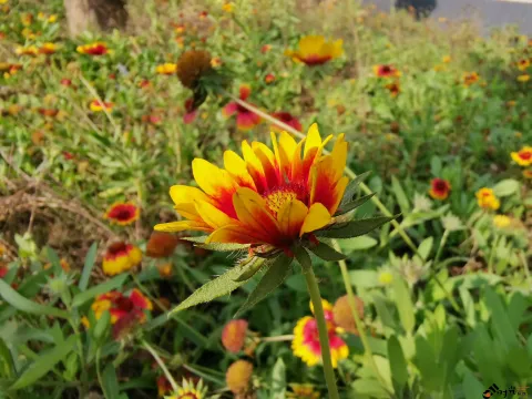 盛开着的天人菊