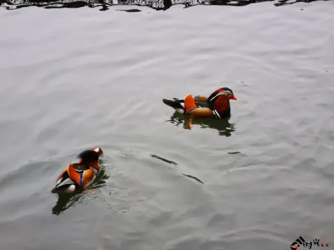 西湖水面上畅游的鸳鸯