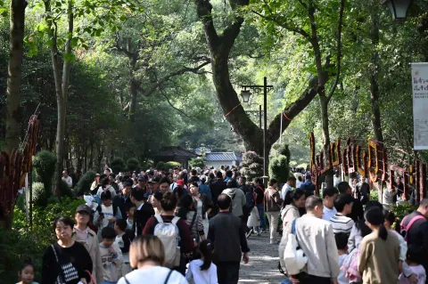 杭州植物园菊花展2