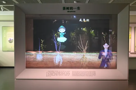 杭州中国茶叶博物馆2
