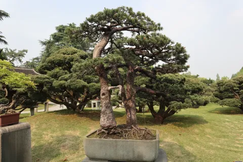 曲院风荷里面的盆景