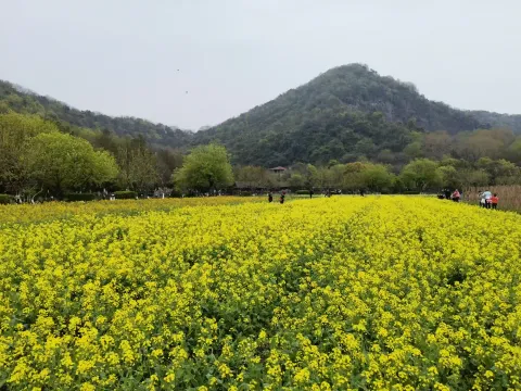 八卦田遗址公园8