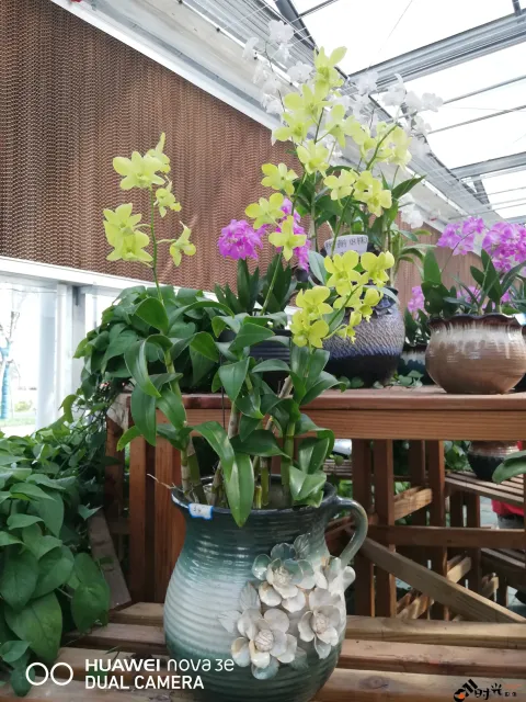 鲜花玻璃房内的花卉