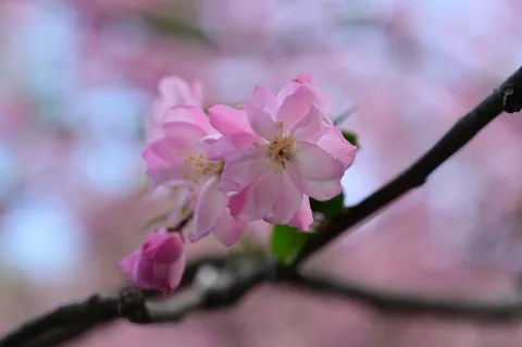盛开的粉红花朵2