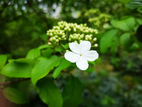 云栖竹径11