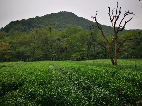 九溪路两侧的美景