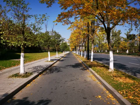 道路两侧的秋叶