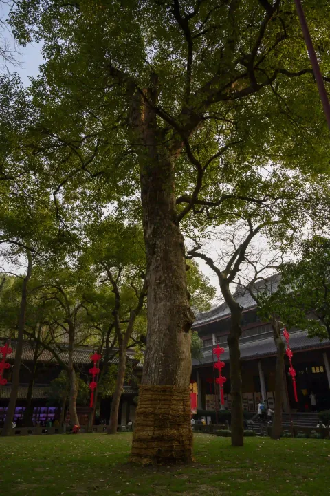 灵隐寺8