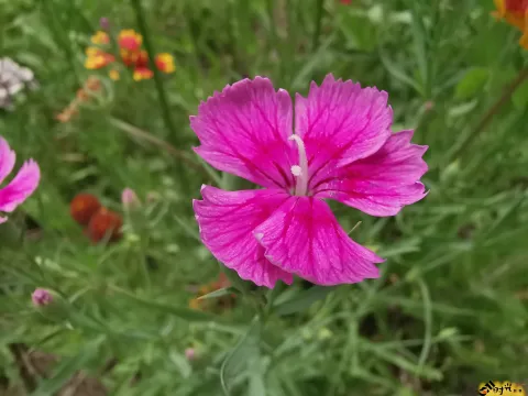 高架一侧绿化隔离带内各种盛开的鲜花