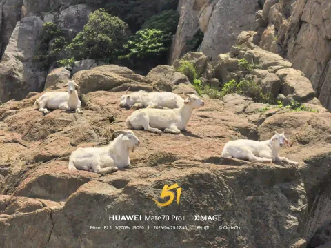 崖上山羊自在栖息4