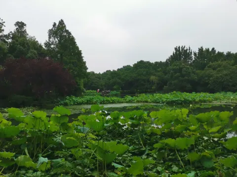 曲院风荷5