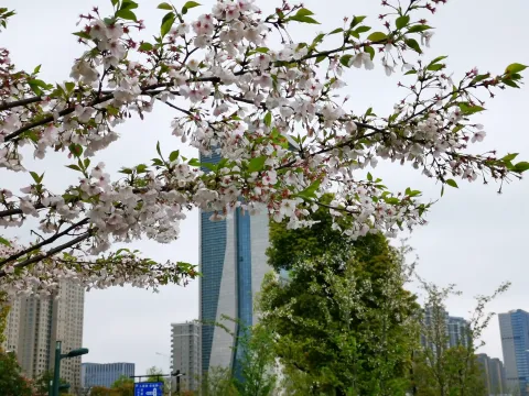 最美樱花走道8
