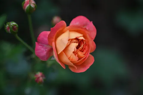 艳丽花开1