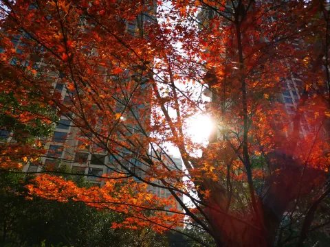 萧山北塘公园秋季的风景
