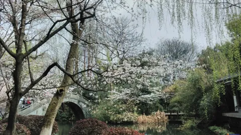 盛开的樱花