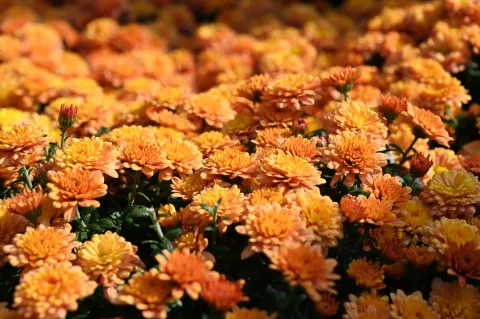 杭州植物园菊花展1