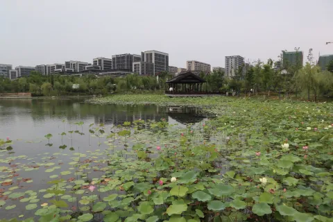 桃花湖公园里的荷花8